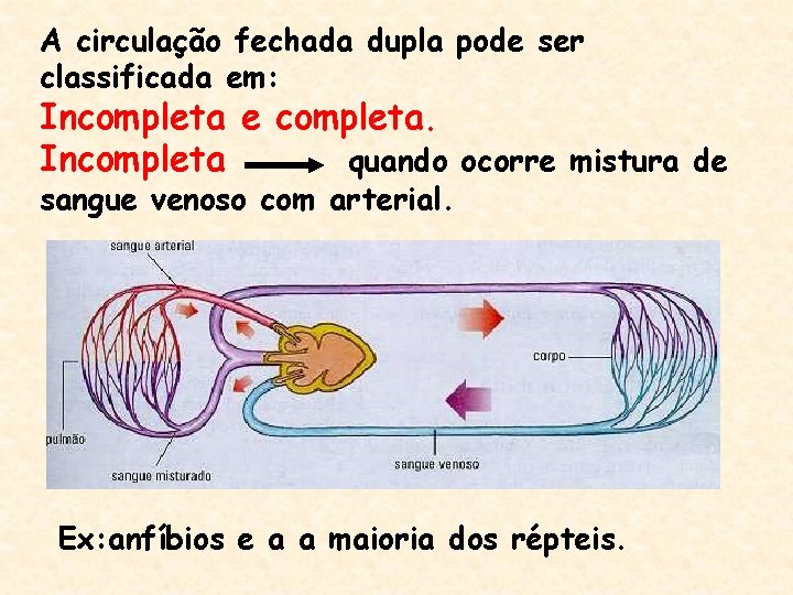 A circulação fechada dupla pode ser classificada em: Incompleta e completa. Incompleta quando ocorre