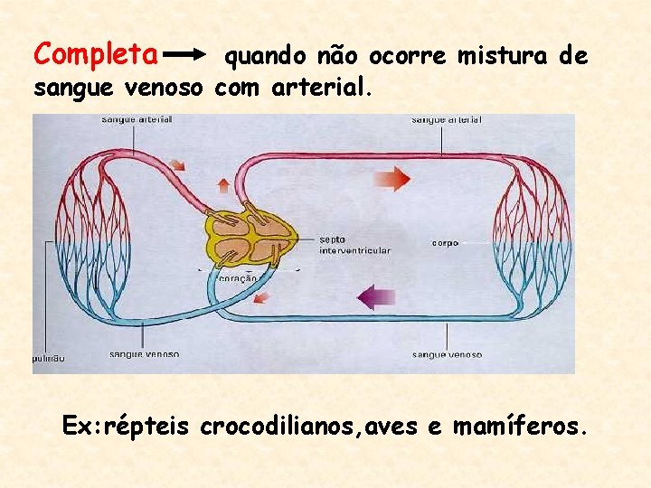 Completa quando não ocorre mistura de sangue venoso com arterial. Ex: répteis crocodilianos, aves