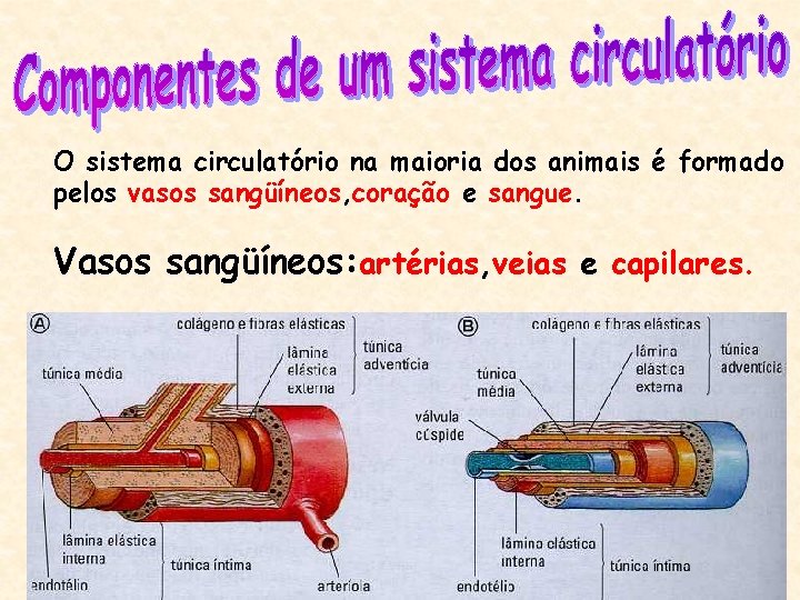 O sistema circulatório na maioria dos animais é formado pelos vasos sangüíneos, coração e