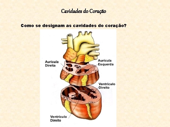 Cavidades do Coração Como se designam as cavidades do coração? 