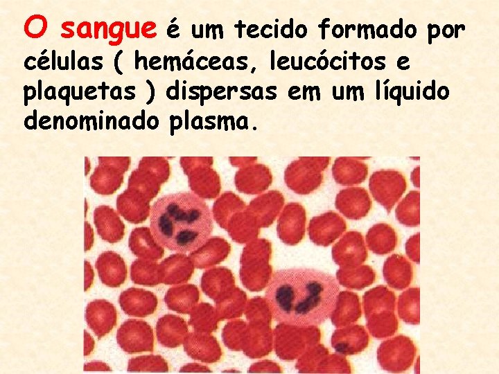 O sangue é um tecido formado por células ( hemáceas, leucócitos e plaquetas )