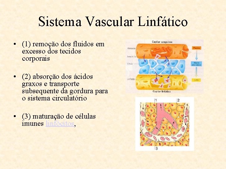 Sistema Vascular Linfático • (1) remoção dos fluidos em excesso dos tecidos corporais •