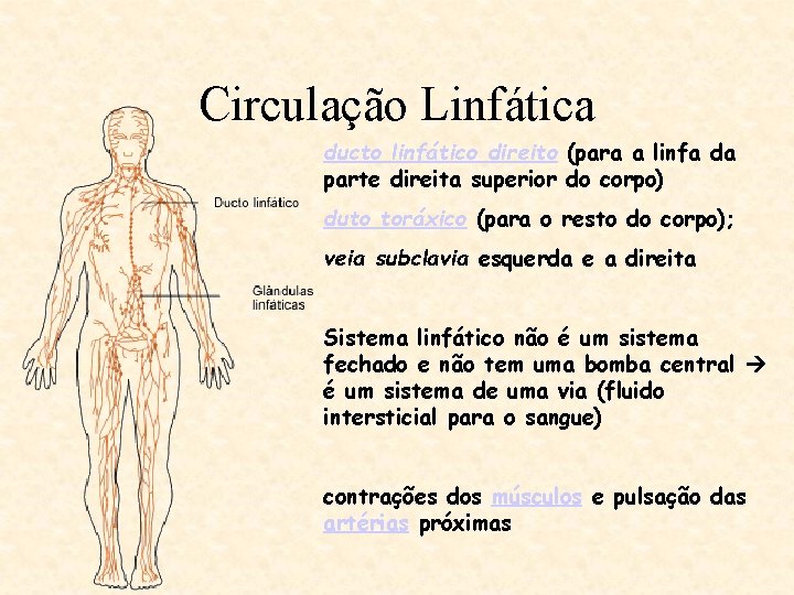 Circulação Linfática ducto linfático direito (para a linfa da parte direita superior do corpo)