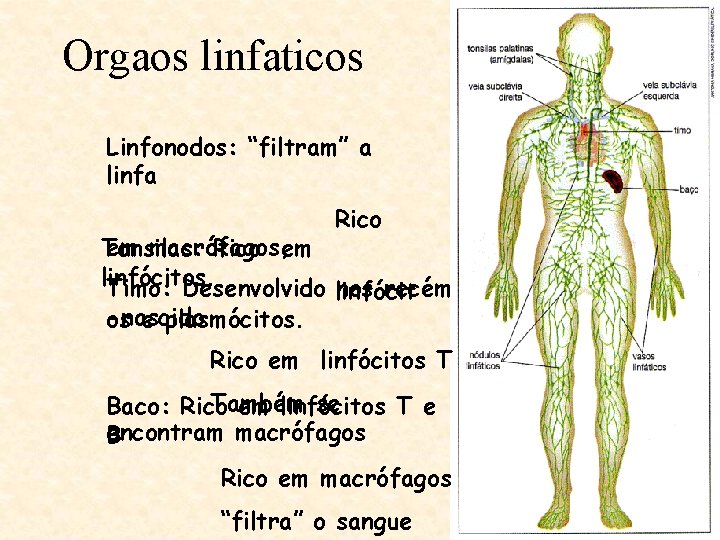 Orgaos linfaticos Linfonodos: “filtram” a linfa Rico em macrófagos, Tonsilas: Rico em linfócitos. Timo: