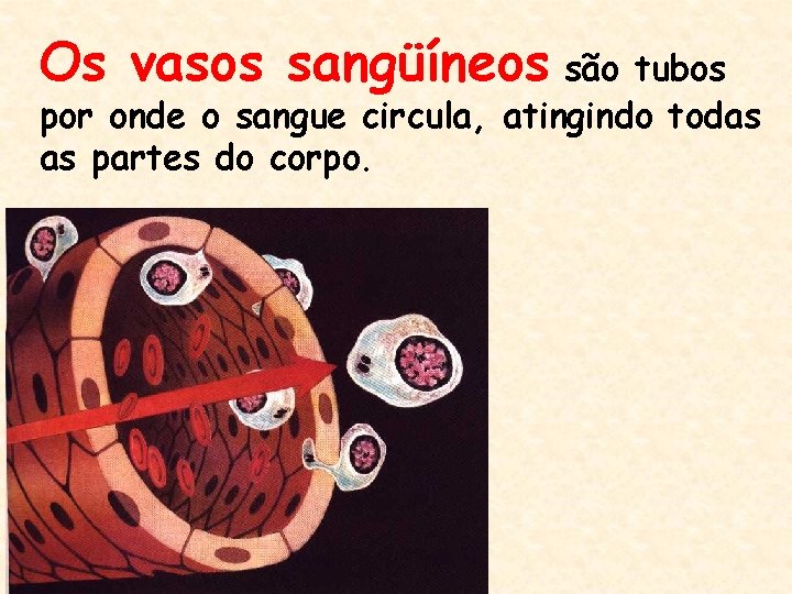 Os vasos sangüíneos são tubos por onde o sangue circula, atingindo todas as partes