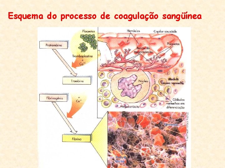 Esquema do processo de coagulação sangüínea 