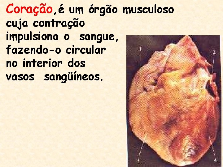 Coração, é um órgão musculoso cuja contração impulsiona o sangue, fazendo-o circular no interior