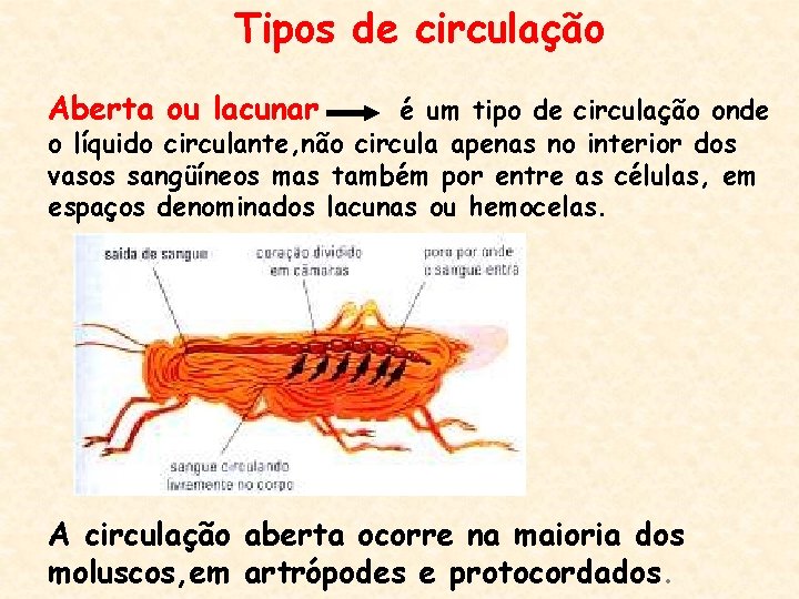 Tipos de circulação Aberta ou lacunar é um tipo de circulação onde o líquido