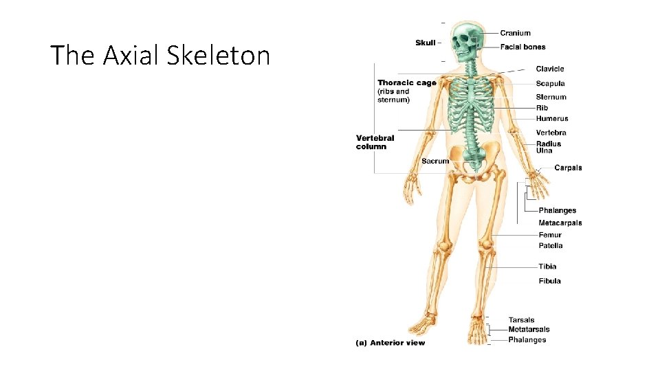 The Axial Skeleton Figure 5. 6 a The Axial Skeleton Figure 5. 6 a