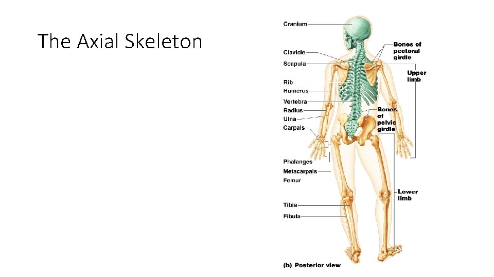 The Axial Skeleton Figure 5. 6 b The Axial Skeleton Figure 5. 6 b