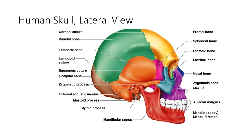 Human Skull, Lateral View Figure 5. 7 Human Skull, Lateral View Figure 5. 7