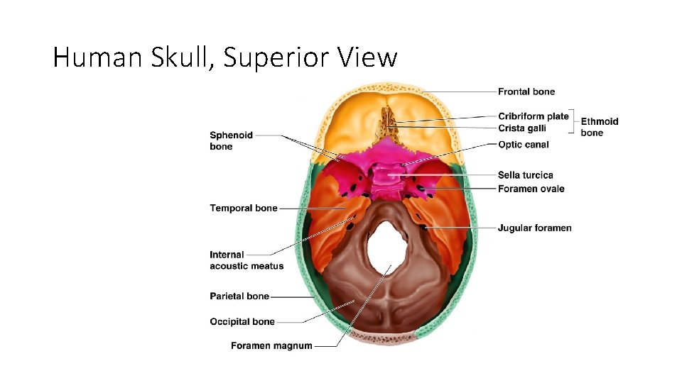 Human Skull, Superior View Figure 5. 8 Human Skull, Superior View Figure 5. 8