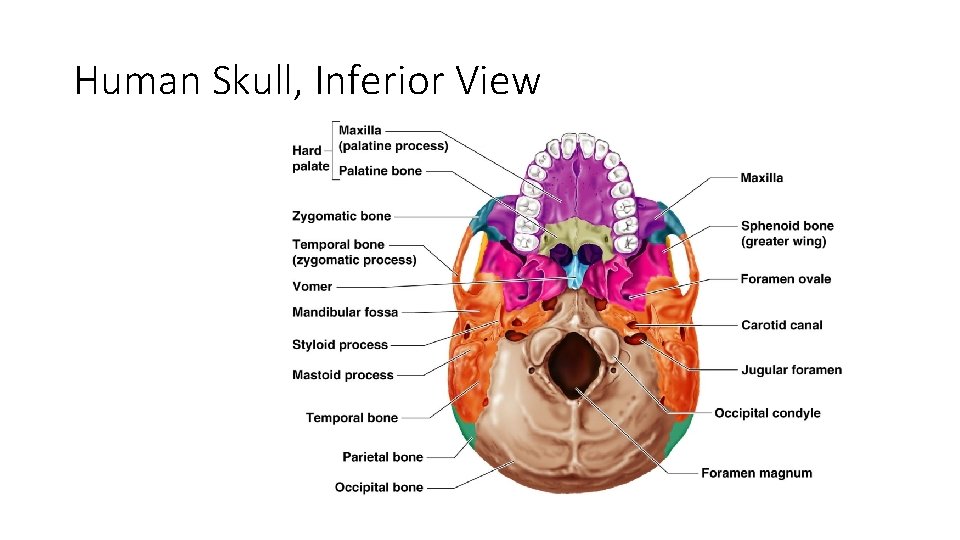 Human Skull, Inferior View Figure 5. 9 Human Skull, Inferior View Figure 5. 9