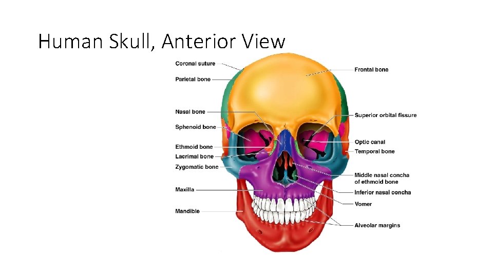 Human Skull, Anterior View Figure 5. 11 Human Skull, Anterior View Figure 5. 11