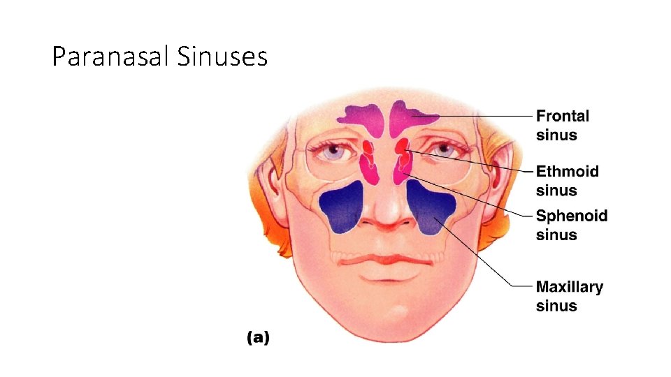 Paranasal Sinuses Figure 5. 10 a Paranasal Sinuses Figure 5. 10 a