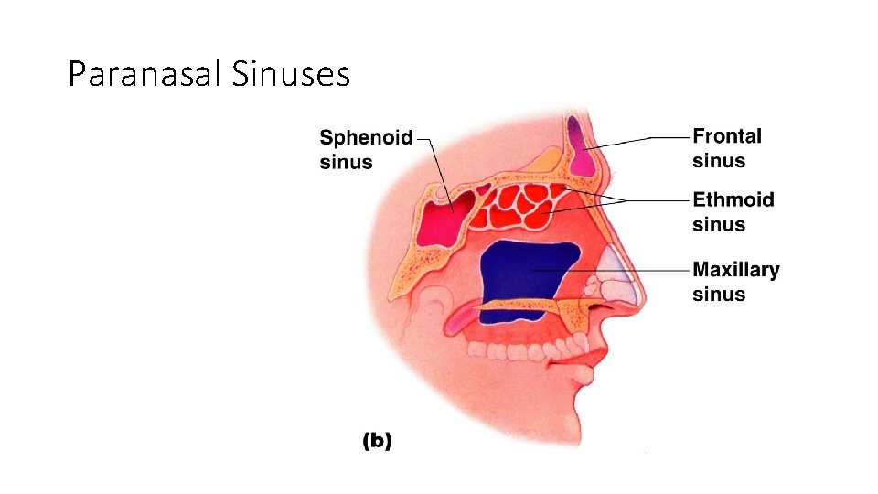 Paranasal Sinuses Figure 5. 10 b Paranasal Sinuses Figure 5. 10 b
