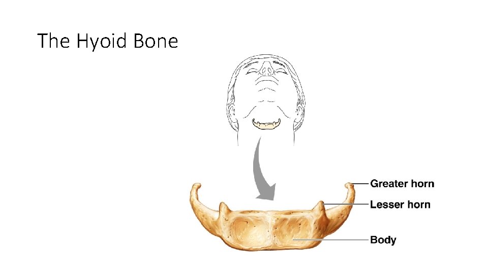 The Hyoid Bone Figure 5. 12 The Hyoid Bone Figure 5. 12