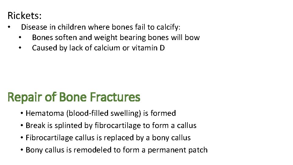 Rickets: • Disease in children where bones fail to calcify: • Bones soften and Rickets: • Disease in children where bones fail to calcify: • Bones soften and