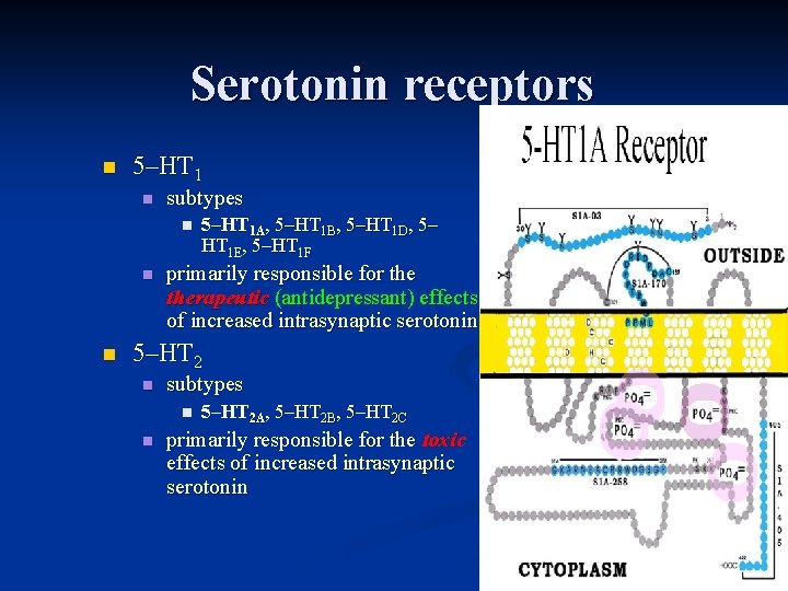 Serotonin receptors n 5–HT 1 n subtypes n n n 5–HT 1 A, 5–HT