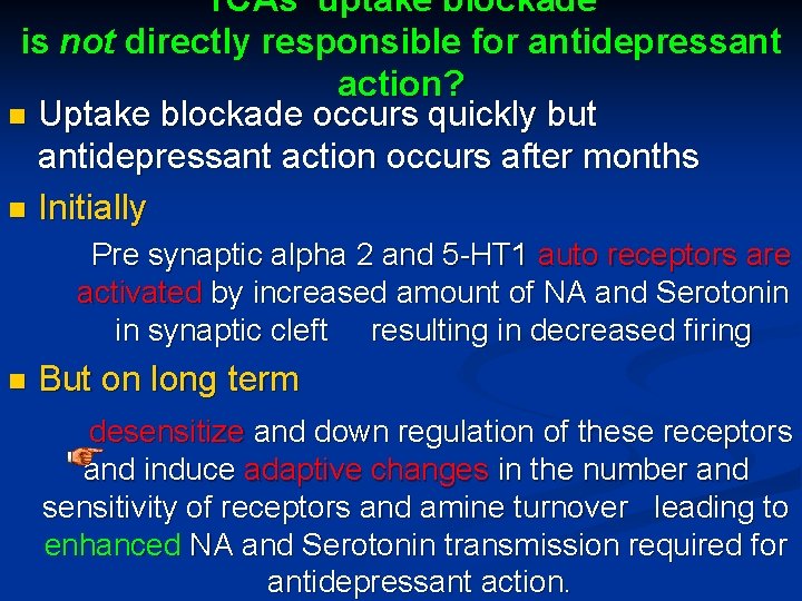 TCAs uptake blockade is not directly responsible for antidepressant action? n Uptake blockade occurs