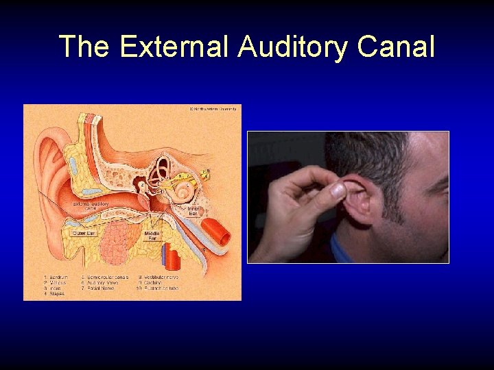 The External Auditory Canal 