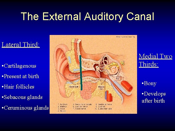The External Auditory Canal Lateral Third: • Cartilagenous Medial Two Thirds: • Present at