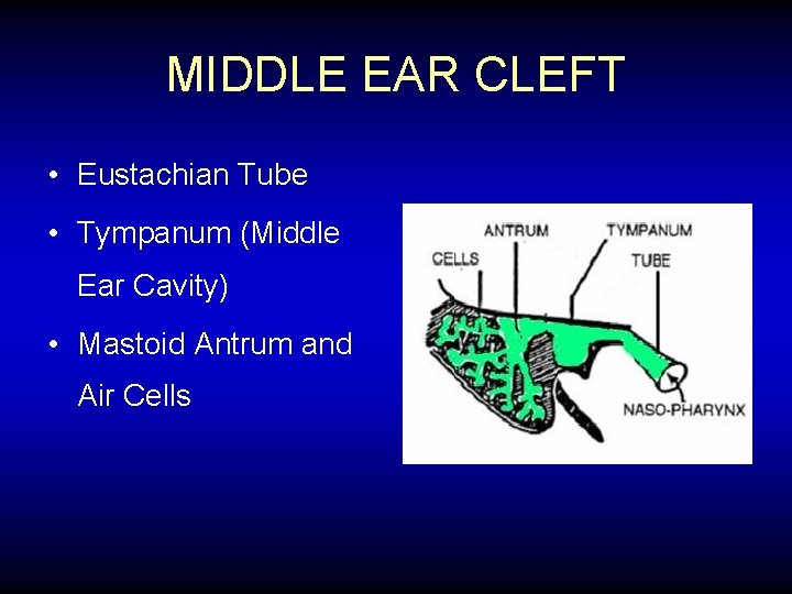 MIDDLE EAR CLEFT • Eustachian Tube • Tympanum (Middle Ear Cavity) • Mastoid Antrum