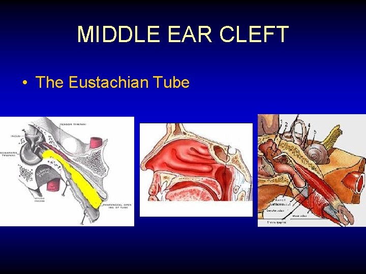MIDDLE EAR CLEFT • The Eustachian Tube 