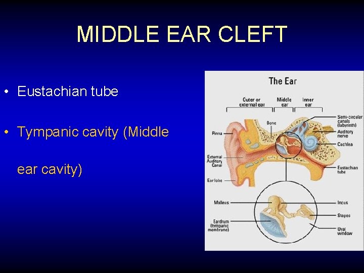 MIDDLE EAR CLEFT • Eustachian tube • Tympanic cavity (Middle ear cavity) 