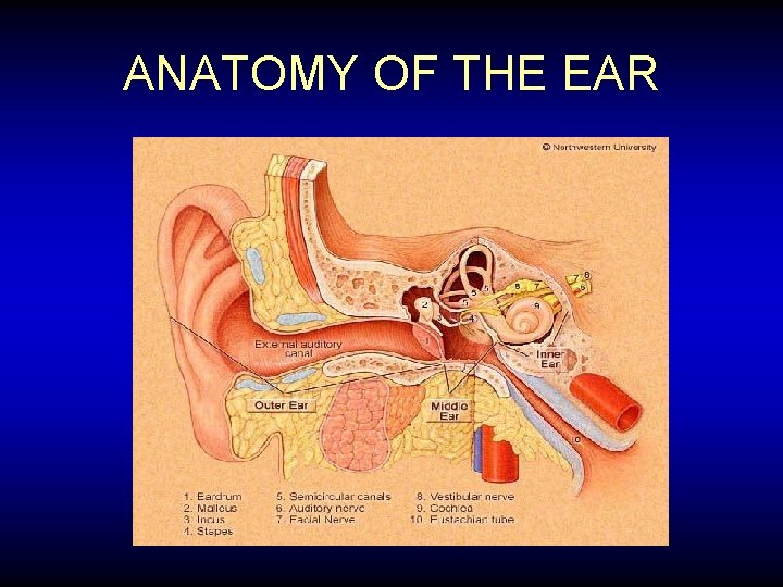 ANATOMY OF THE EAR 