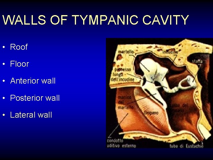 WALLS OF TYMPANIC CAVITY • Roof • Floor • Anterior wall • Posterior wall
