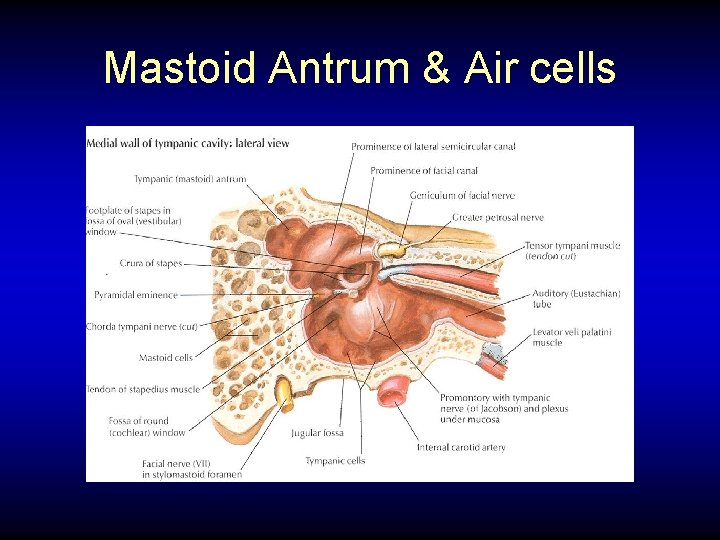 Mastoid Antrum & Air cells 