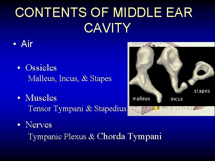 CONTENTS OF MIDDLE EAR CAVITY • Air • Ossicles Malleus, Incus, & Stapes •