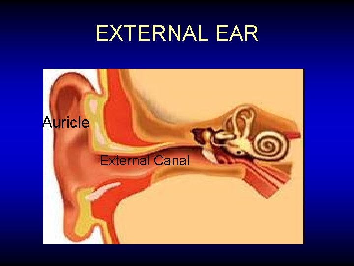 EXTERNAL EAR Auricle External Canal 