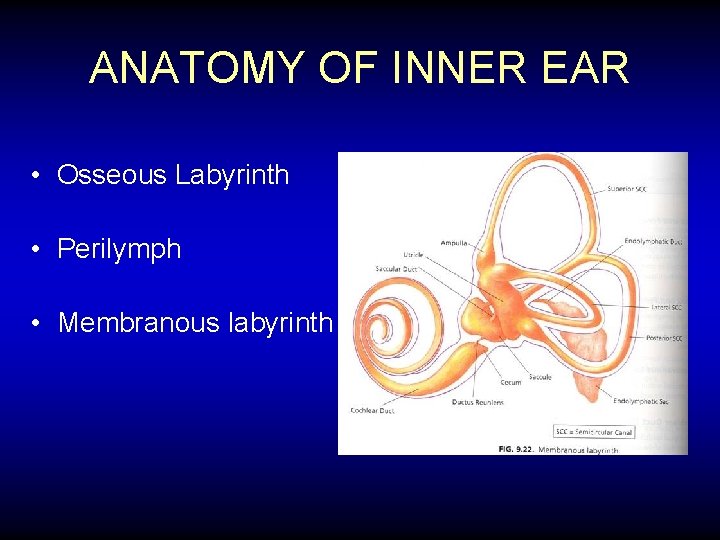 ANATOMY OF INNER EAR • Osseous Labyrinth • Perilymph • Membranous labyrinth 