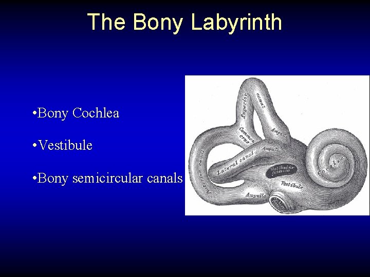 The Bony Labyrinth • Bony Cochlea • Vestibule • Bony semicircular canals 