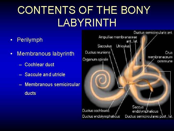 CONTENTS OF THE BONY LABYRINTH • Perilymph • Membranous labyrinth – Cochlear duct –