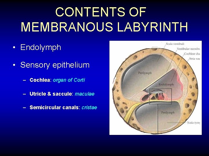 CONTENTS OF MEMBRANOUS LABYRINTH • Endolymph • Sensory epithelium – Cochlea: organ of Corti