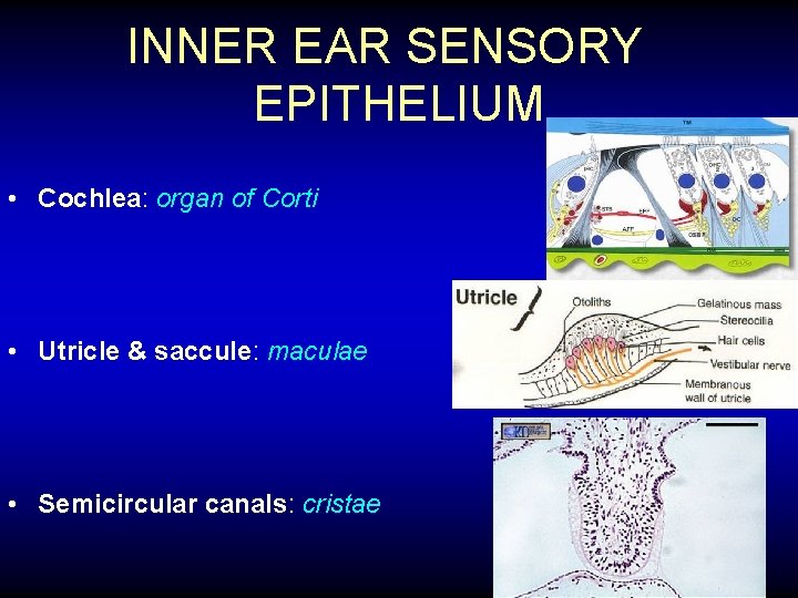 INNER EAR SENSORY EPITHELIUM • Cochlea: organ of Corti • Utricle & saccule: maculae