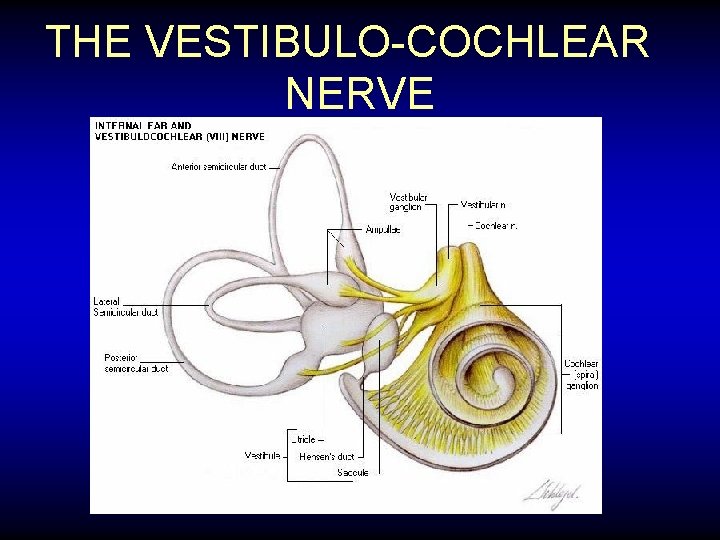 THE VESTIBULO-COCHLEAR NERVE 