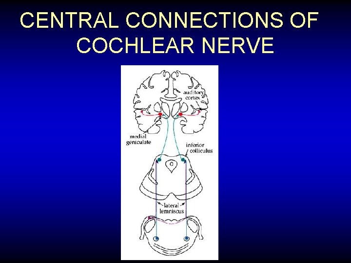 CENTRAL CONNECTIONS OF COCHLEAR NERVE 