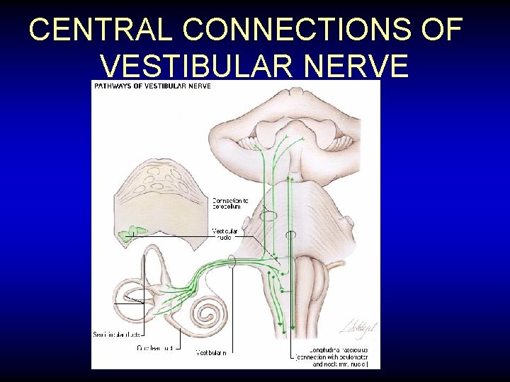 CENTRAL CONNECTIONS OF VESTIBULAR NERVE 