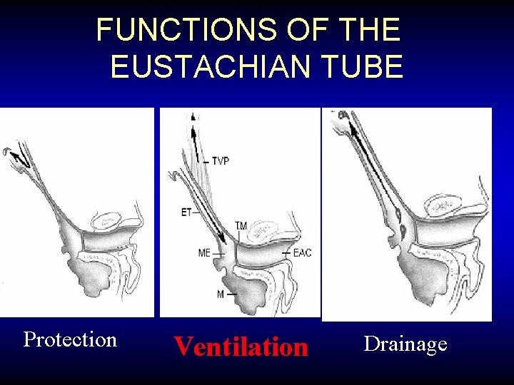 FUNCTIONS OF THE EUSTACHIAN TUBE Protection Ventilation Drainage 