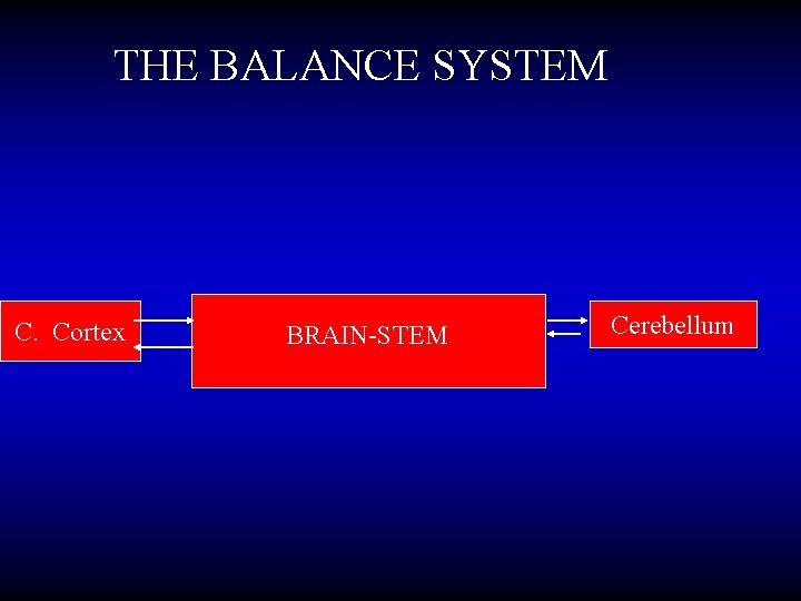 THE BALANCE SYSTEM C. Cortex BRAIN-STEM Cerebellum 