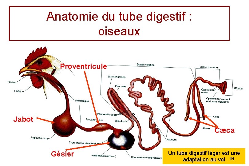 Anatomie du tube digestif : oiseaux Proventricule Jabot Cæca Gésier Un tube digestif léger