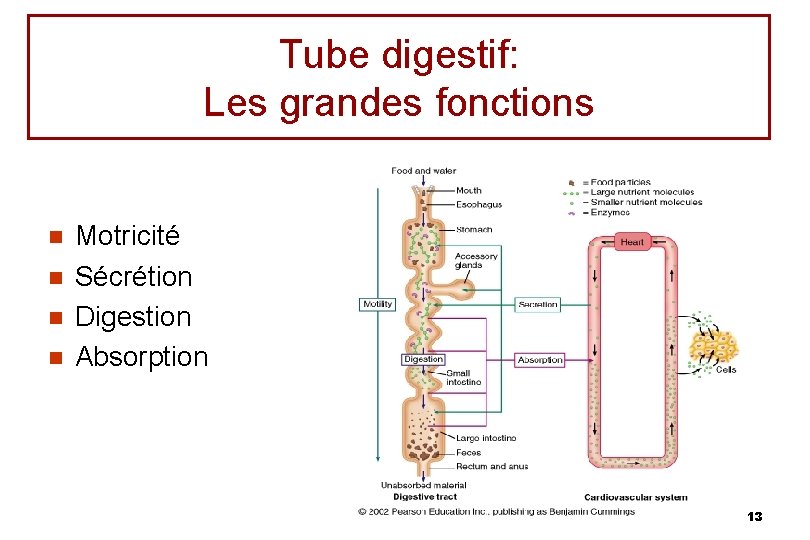 Tube digestif: Les grandes fonctions n n Motricité Sécrétion Digestion Absorption 13 