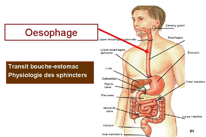 Oesophage Transit bouche-estomac Physiologie des sphincters 21 