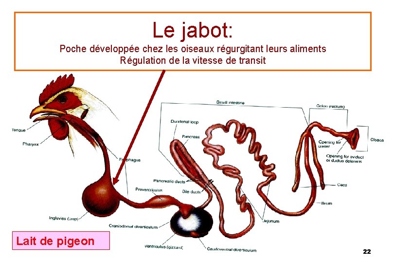 Le jabot: Poche développée chez les oiseaux régurgitant leurs aliments Régulation de la vitesse