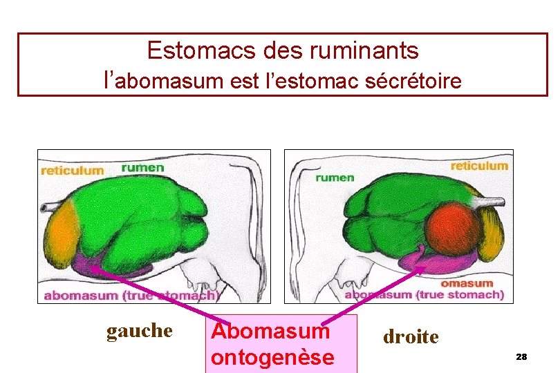 Estomacs des ruminants l’abomasum est l’estomac sécrétoire gauche Abomasum ontogenèse droite 28 