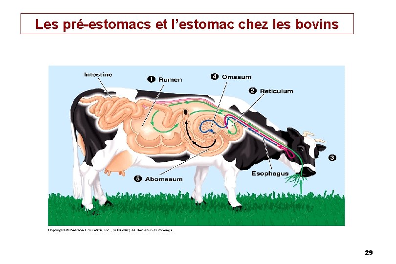 Les pré-estomacs et l’estomac chez les bovins 29 